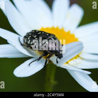 macro d'un coléoptère rose tacheté blanc (oxythyrea funesta) sur une marguerite dans un pré de montagne Banque D'Images