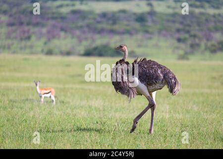 Les oiseaux d'Ostrich paissent sur la prairie dans la campagne du Kenya Banque D'Images