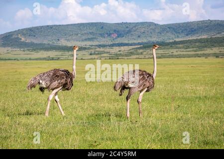 Les oiseaux d'Ostrich paissent sur la prairie dans la campagne du Kenya Banque D'Images