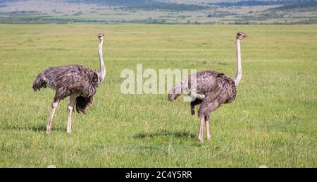 Les oiseaux d'Ostrich paissent sur la prairie dans la campagne du Kenya Banque D'Images