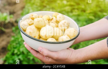 Le fermier conserve des pommes de terre fraîchement cueillies dans le champ. Récolte, récolte. Légumes biologiques. Agriculture et agriculture. Pomme de terre dans un bol. Mise au point sélective Banque D'Images