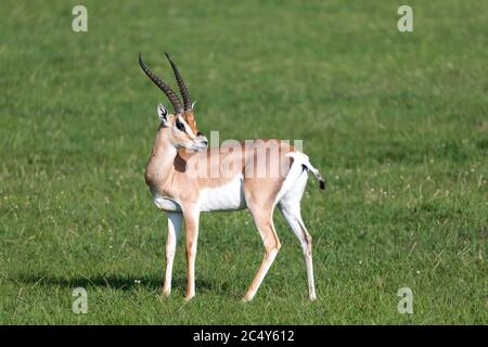 Une Grant gazelles sur un pâturage vert dans un parc national du Kenya Banque D'Images