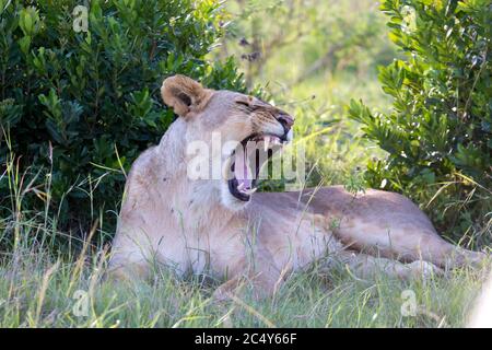 Une lionne qui se trouve dans l'herbe et les naines Banque D'Images