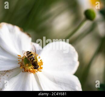 survolez la fleur d'anémone blanche avec un magnifique arrière-plan flou de bokeh dans le jardin botanique le jour d'automne ensoleillé Banque D'Images