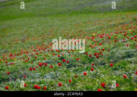 Champs de tulipes de steppe sauvages le matin nuageux. Tulipes sauvages rouges (tulipe Schrenk) printemps dans l'État nature Réserve de biosphère Rostovskiy . Russie, Rostov Banque D'Images