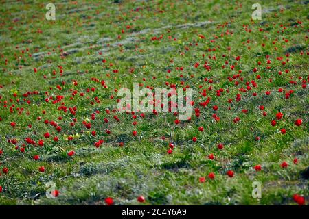 Champs de tulipes de steppe sauvages le matin nuageux. Tulipes sauvages rouges (tulipe Schrenk) printemps dans l'État nature Réserve de biosphère Rostovskiy . Russie, Rostov Banque D'Images