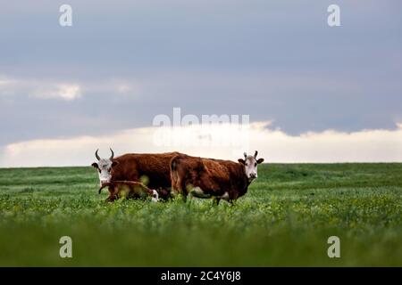 Vache et veau dans un pré, pâturage. Banque D'Images