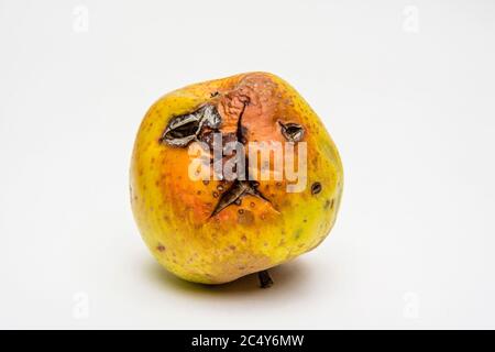 Pomme pourrie isolée sur fond blanc Banque D'Images