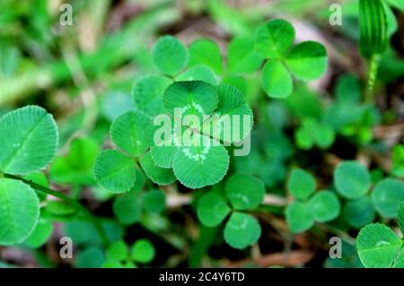 Gros plan un trèfle à quatre feuilles lucky parmi les Shamrock Banque D'Images