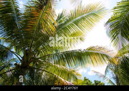 Vue sur les broches de palmier lors d'un beau soleil Jour à Samal Island Banque D'Images