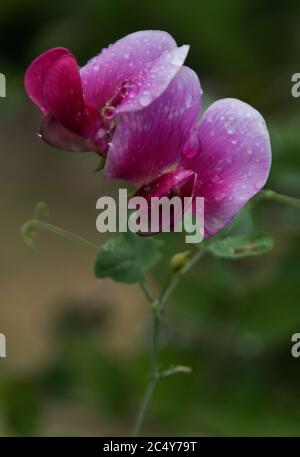 Pois doux à durée de vie, Lathyrus latifolius, Banque D'Images