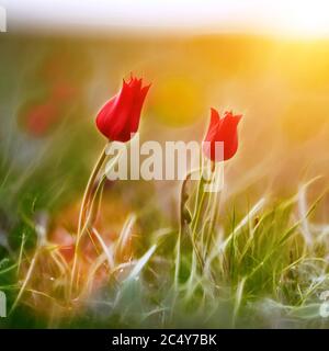 Champs de tulipes de steppe sauvages le matin nuageux. Tulipes sauvages rouges (tulipe Schrenk) printemps dans l'État nature Réserve de biosphère Rostovskiy . Russie, Rostov Banque D'Images