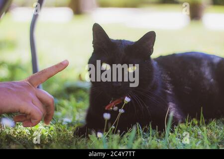 chat noir avec les yeux verts couchés sur l'herbe Banque D'Images