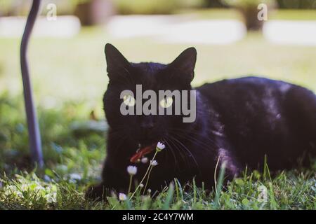 chat noir avec les yeux verts couchés sur l'herbe Banque D'Images