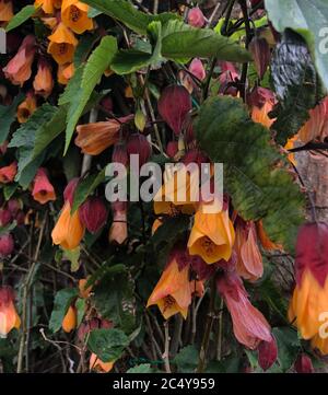 Abutilon 'Kentish Belle' Banque D'Images