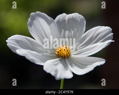 Cosmos bipinnatus 'pureté' Banque D'Images