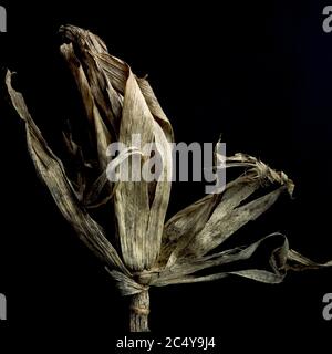 CornB garé avec des feuilles sur fond noir Banque D'Images