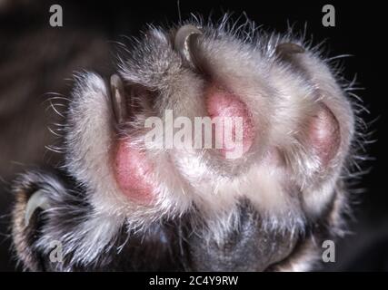 Gros plan de la griffe de chat Furry avec ses papas roses distinctifs et ses quatre griffes acérées. Banque D'Images