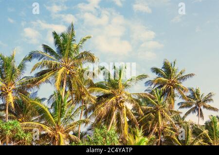 Magnifique palmiers tropicaux à la noix de coco sur un ciel arrière-plan gros plan Banque D'Images