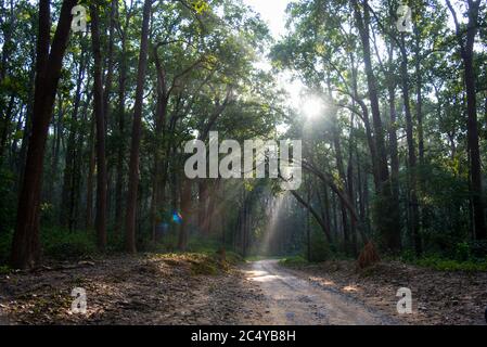 Les rayons du soleil traversent une canopée d'arbres dans la forêt dense Banque D'Images