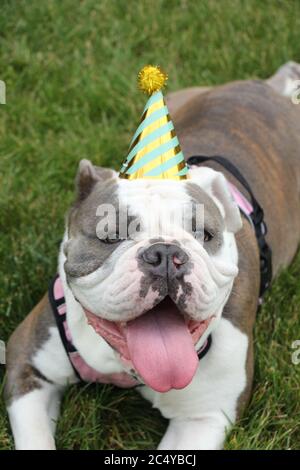 Chien portant un chapeau d'anniversaire vert, avec la langue Banque D'Images