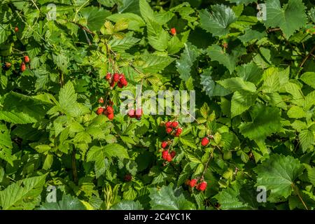 Un grand Bush mûr mûr et mûrissant de rouge à des mûres accrochées sur une vigne par une belle journée ensoleillée en été Banque D'Images