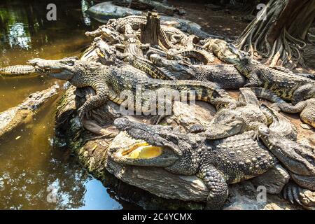 Crocodiles au Safari World Zoo de Bangkok en été Banque D'Images