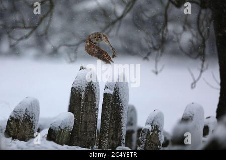 Volant la Chouette tawny eurasienne, Strix aluco, en hiver près du cimetière juif. Carnivore, chasseur. Banque D'Images