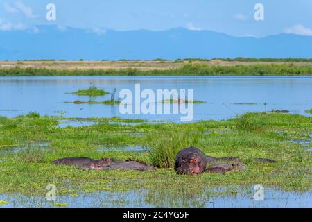 Groupe d'hippopotames communs (Hippopotamus amphibius), Parc national d'Amboseli, Kenya, Afrique Banque D'Images