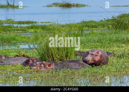 Groupe d'hippopotames communs (Hippopotamus amphibius), Parc national d'Amboseli, Kenya, Afrique Banque D'Images