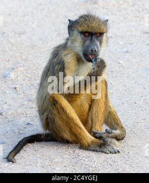 Jeune babouin jaune (Papio cynocephalus), Parc national d'Amboseli, Kenya, Afrique Banque D'Images