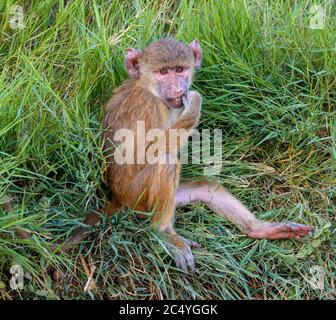 Jeune babouin jaune (Papio cynocephalus), Parc national d'Amboseli, Kenya, Afrique Banque D'Images