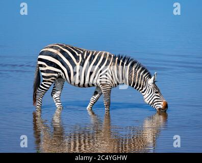 Zébra de Grant (Equus quagga boehmi), parc national d'Amboseli, Kenya, Afrique Banque D'Images