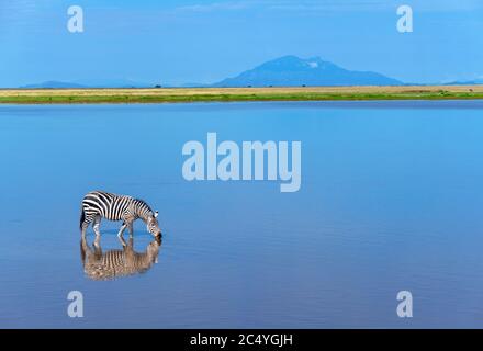 Zébra de Grant (Equus quagga boehmi) dans un paysage africain, parc national d'Amboseli, Kenya, Afrique Banque D'Images