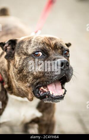 Chien agressif chien aboyant animal dangereux affright Banque D'Images