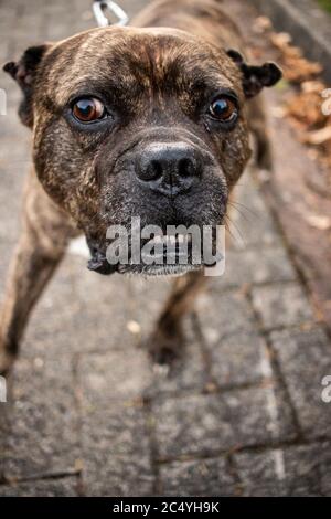 Chien agressif chien aboyant animal dangereux affright Banque D'Images