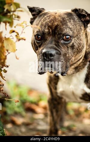 Chien agressif chien aboyant animal dangereux affright Banque D'Images