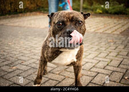 Chien agressif chien aboyant animal dangereux affright Banque D'Images