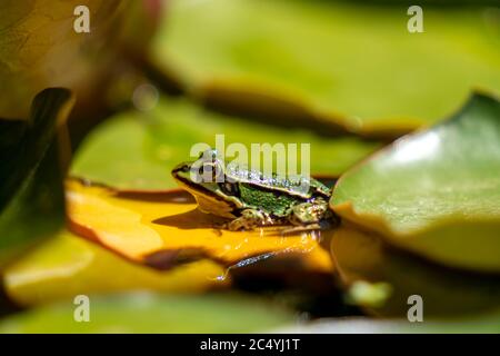 Petite grenouille d'eau, Pélophylax lessonae, dans un étang, Banque D'Images