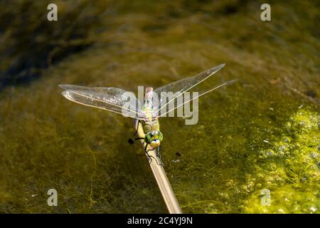 Dragonfly, Mosaïque bleu-vert Maiden, Aeshna cyanoa, homme, Banque D'Images