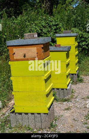 Ruches, apiculture dans le Grugapark à Essen, Maison des abeilles, Allemagne Banque D'Images