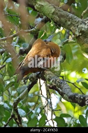 (Capuchinbird Perissocephalus tricolor) mâle adulte, perché sur la succursale de lek affichage carbone Cano, Puerto Inirida, Guaviare, Colombie-Britannique Nov Banque D'Images