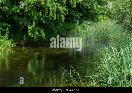 Belle rivière flottant à travers une zone luxuriante et verte. Réflexions des arbres. Toutes les photos vertes. Photo de haute qualité Banque D'Images