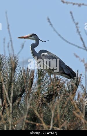 Héron gris (Ardea cinerea cinerea) adulte perché au sommet du pin Eccles-on-Sea, Norfolk, Royaume-Uni, Europe avril Banque D'Images