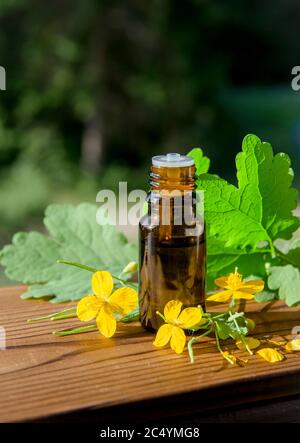 La teinture de Chelidonium majus en bouteille ( aussi connue: Celandine plus grande, nipplewort, swallowwort ou tetterwort) latex est utilisé pour se débarrasser des verrues. Banque D'Images