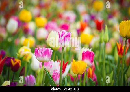 Magnifique tulipes colorées et colorées, jaune, blanc, rouge, violet, rose sur un grand lit de fleurs dans le jardin de la ville, gros plan Banque D'Images