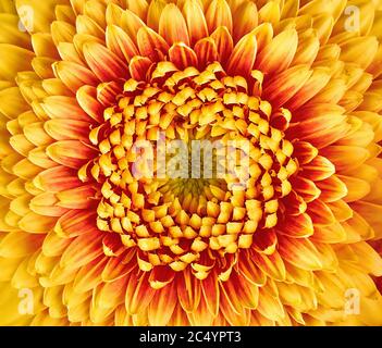 Gerbera fleur gros plan. De nombreux pétales Banque D'Images