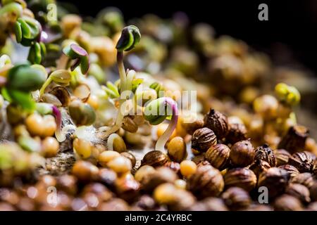 Gros plan des microverts de moutarde. Pousses de moutarde en pleine croissance vue rapprochée. Germination des graines à la maison. Vegan et concept de saine alimentation. Grains germés Banque D'Images