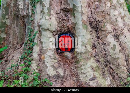 Petite porte ronde en bois rouge avec cadenas et cadre noir sur un tronc d'arbre au milieu de la forêt, entrée d'une maison de conte de fées Banque D'Images