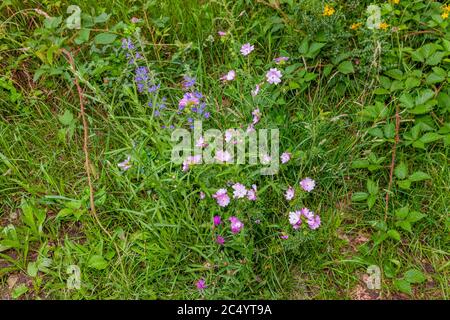Petites fleurs sauvages pourpres et roses parmi l'herbe épaisse, la végétation et le sous-bois avec le feuillage vert dans la forêt, jour ensoleillé de printemps Banque D'Images